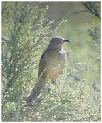 Bendire's Thrasher